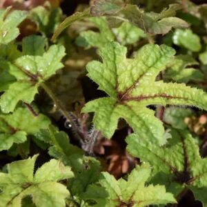 Heucherella 'Kimono' ® ---